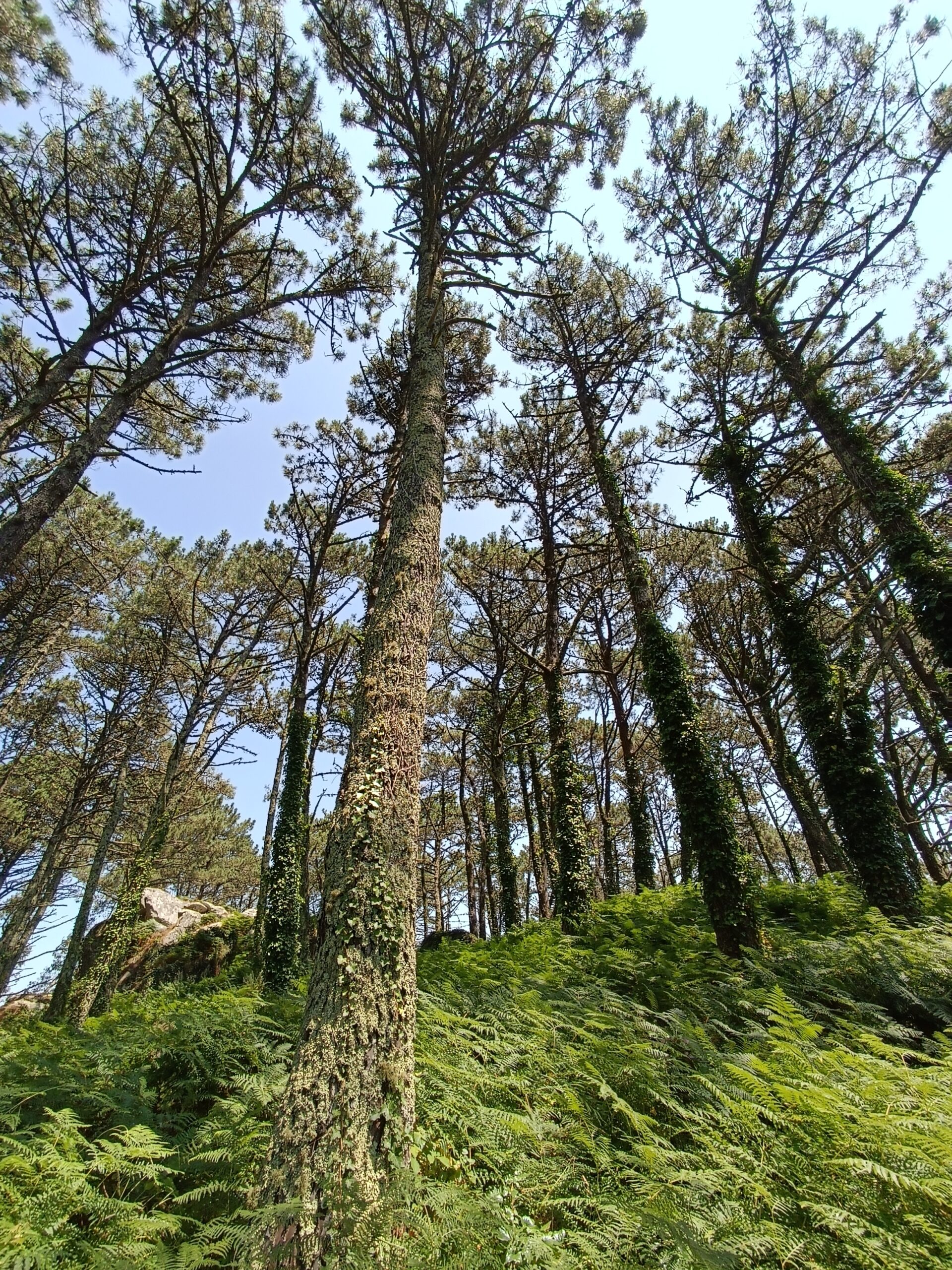 Rías Baixas i Parc Nacional de les Illes Atlàntiques